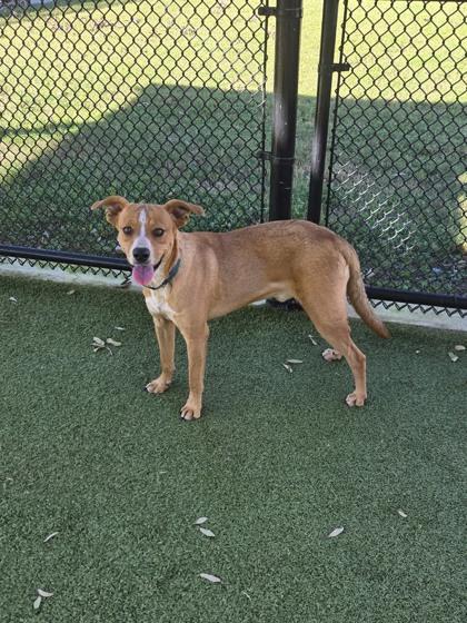 Enlarge Boomer, a Adoptable mixed breed in Daphne, AL image 3/3