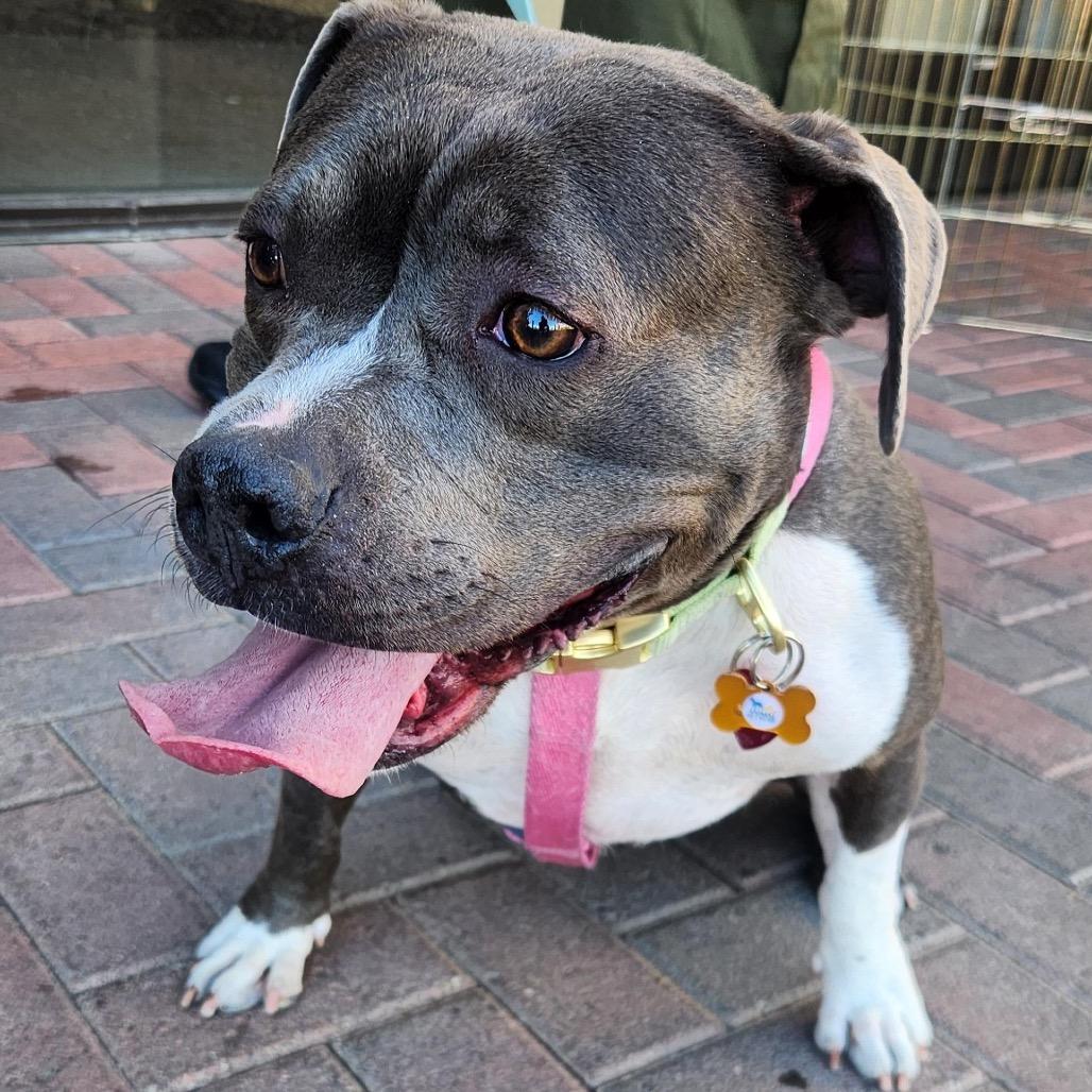 Stormy Higgins, Adoptable, Adult Female Pit Bull Terrier.