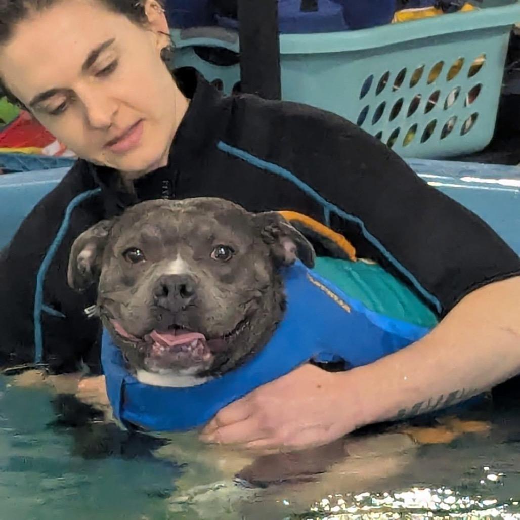 Enlarge Stormy Higgins, a Adoptable Pit Bull Terrier in Las Vegas, NV image 2/5