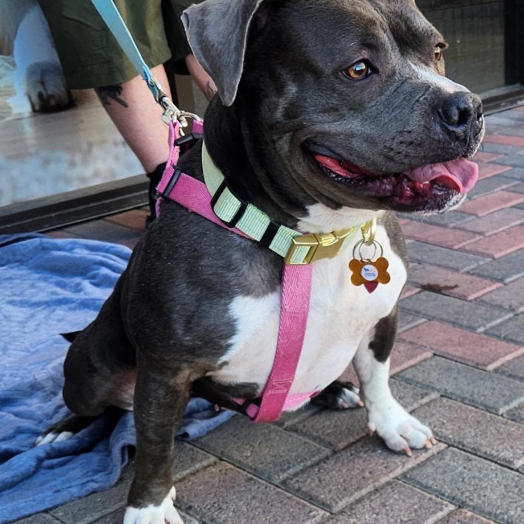Enlarge Stormy Higgins, a Adoptable Pit Bull Terrier in Las Vegas, NV image 3/5