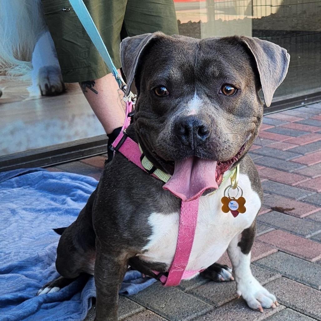 Enlarge Stormy Higgins, a Adoptable Pit Bull Terrier in Las Vegas, NV image 4/5