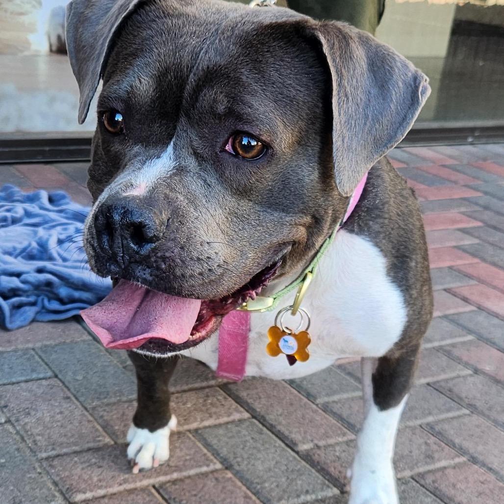 Enlarge Stormy Higgins, a Adoptable Pit Bull Terrier in Las Vegas, NV image 5/5