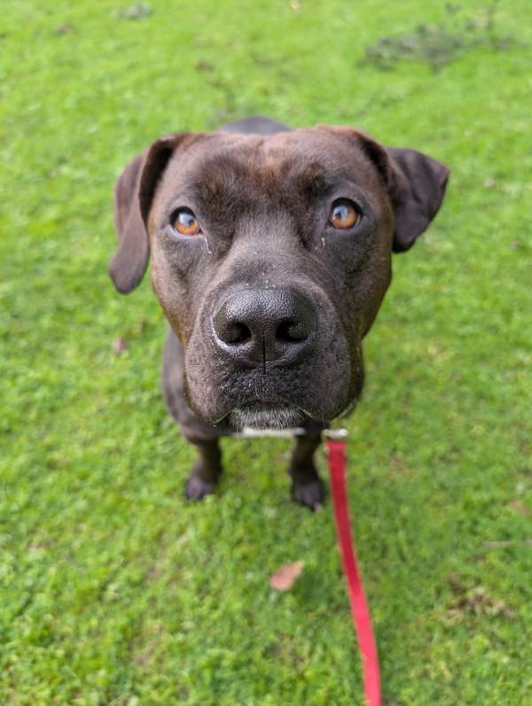 Odelia, Adoptable, Adult Female Pit Bull Terrier.