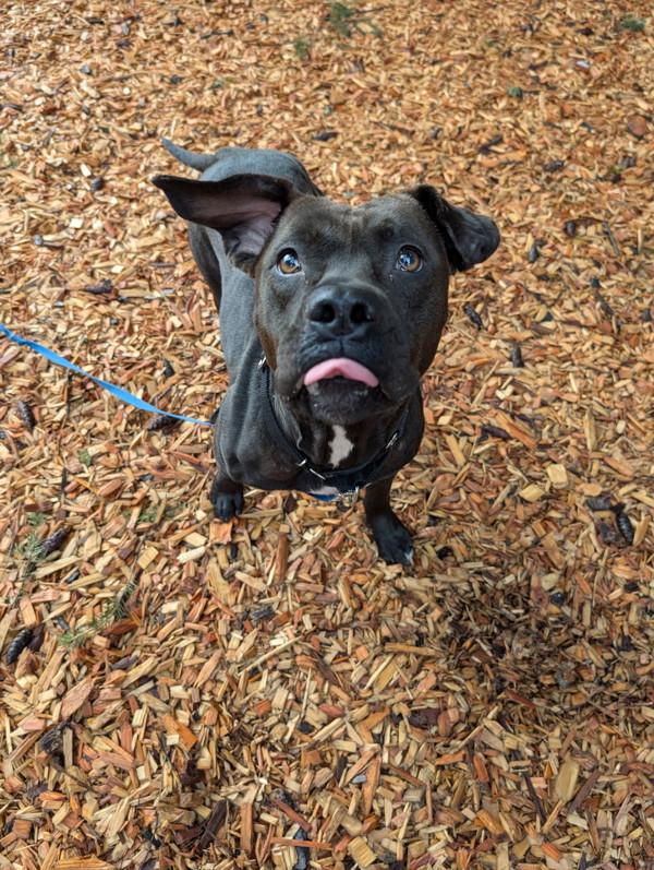 Enlarge Odelia, a Adoptable mixed breed in Vancouver, WA image 2/6