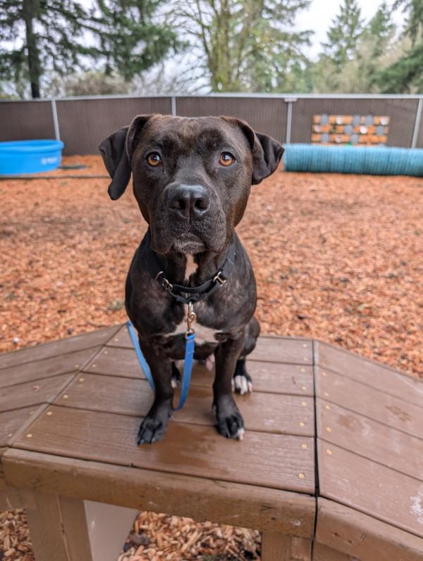 Enlarge Odelia, a Adoptable mixed breed in Vancouver, WA image 3/6