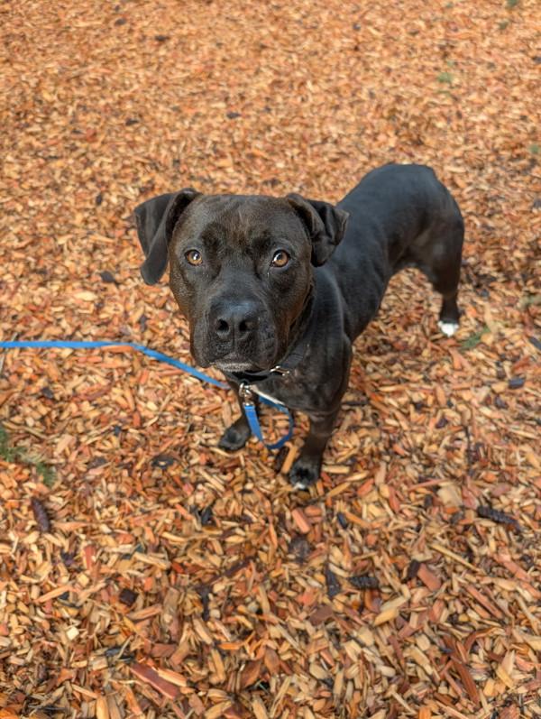 Enlarge Odelia, a Adoptable mixed breed in Vancouver, WA image 5/6