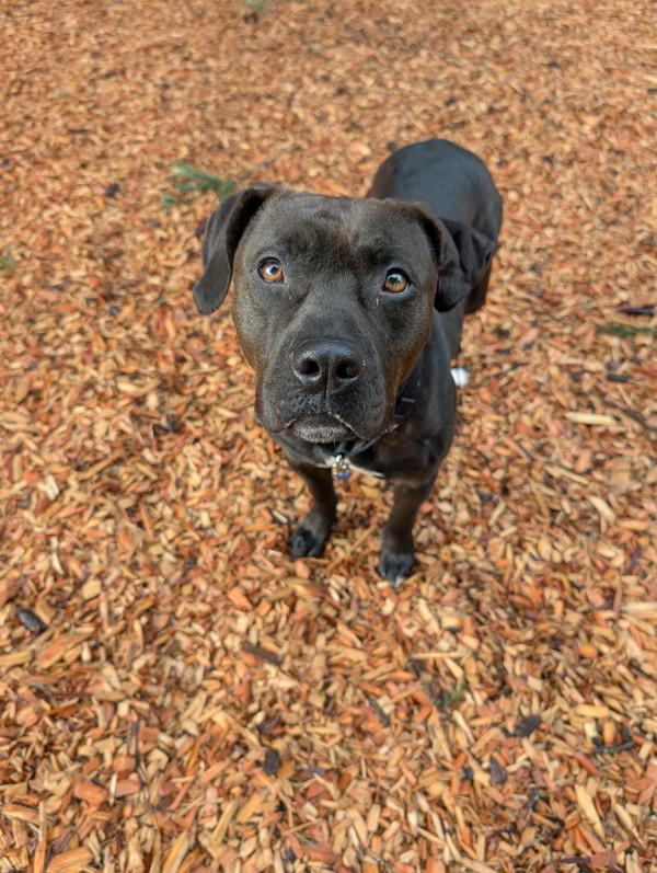 Enlarge Odelia, a Adoptable mixed breed in Vancouver, WA image 6/6