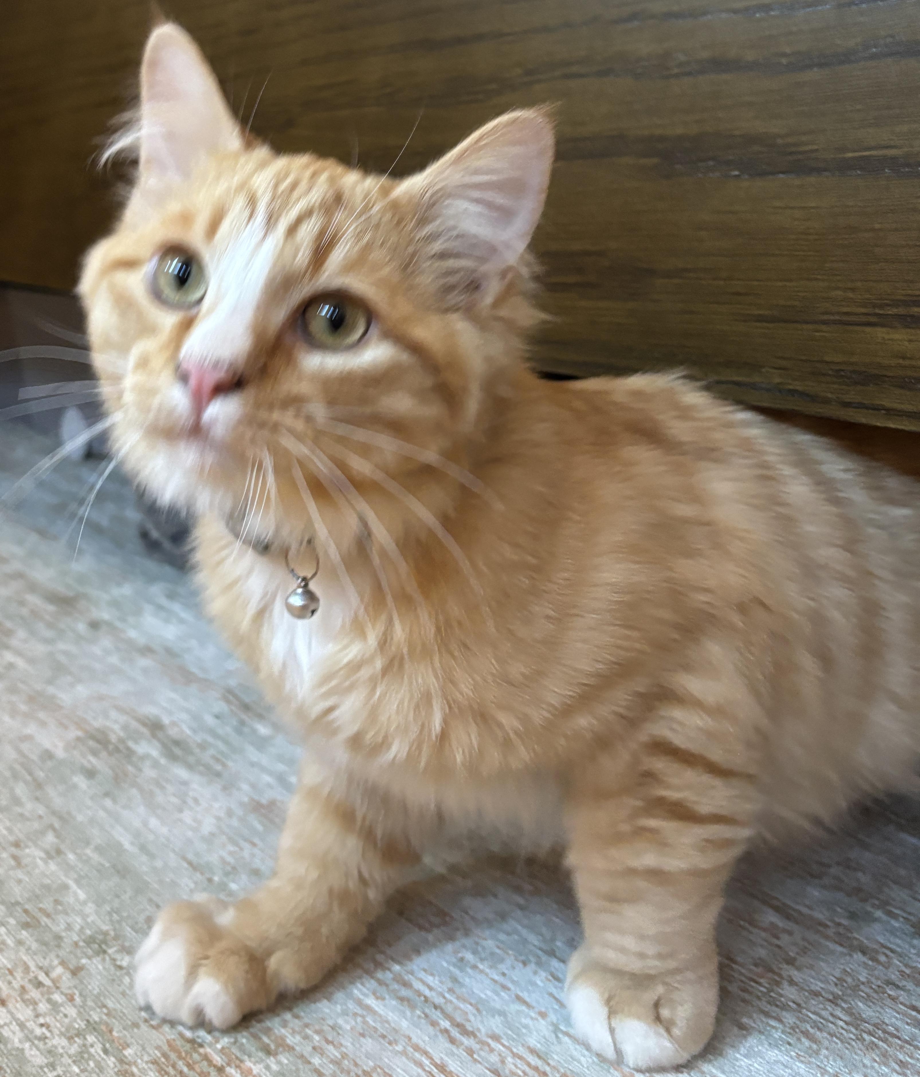 Rocky, an adopted Domestic Medium Hair in Fayetteville, NC image 5/6