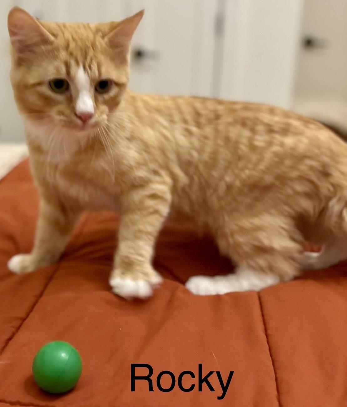 Rocky, an adopted Domestic Medium Hair in Fayetteville, NC image 3/6