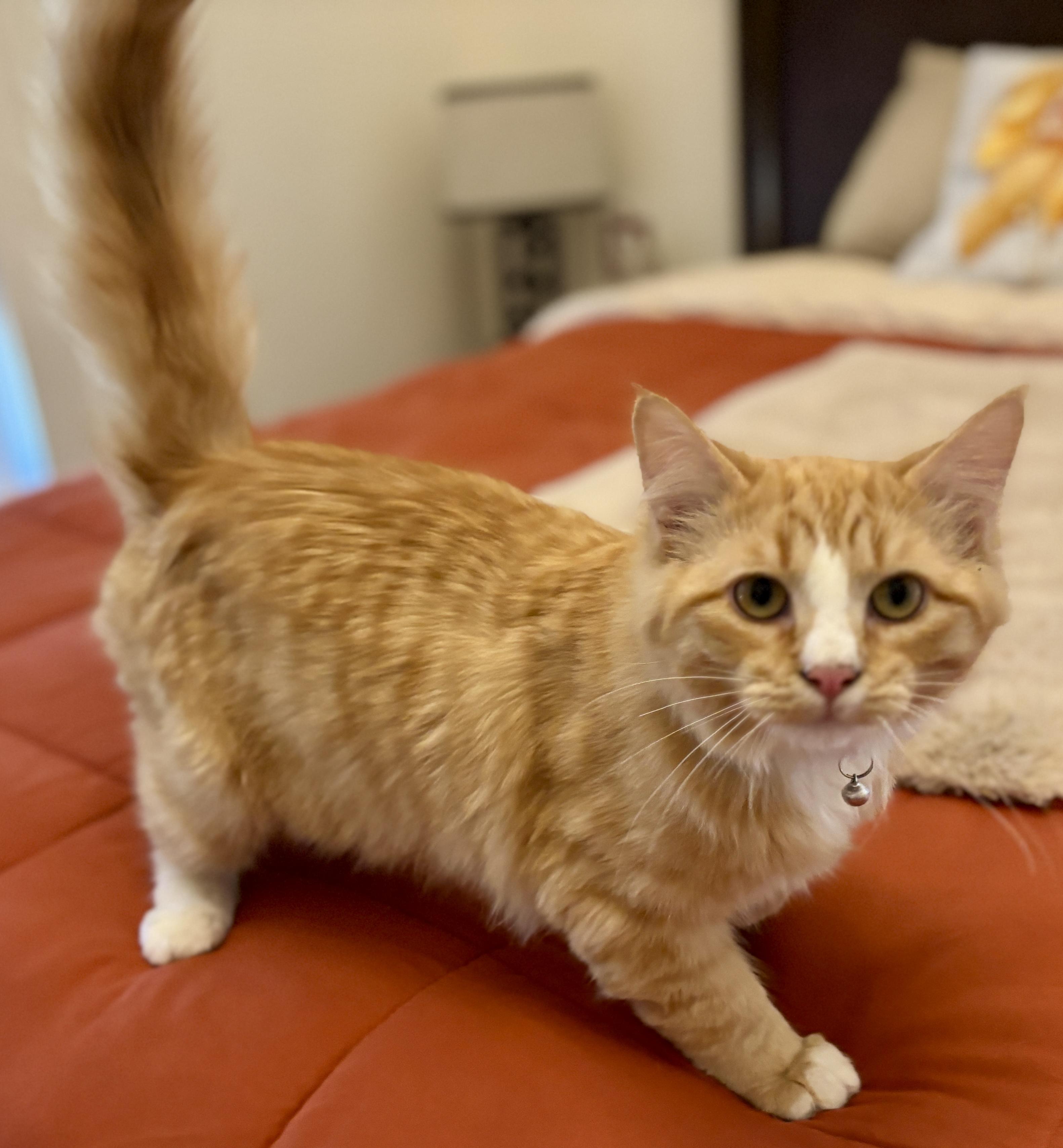 Rocky, an adopted Domestic Medium Hair in Fayetteville, NC image 4/6