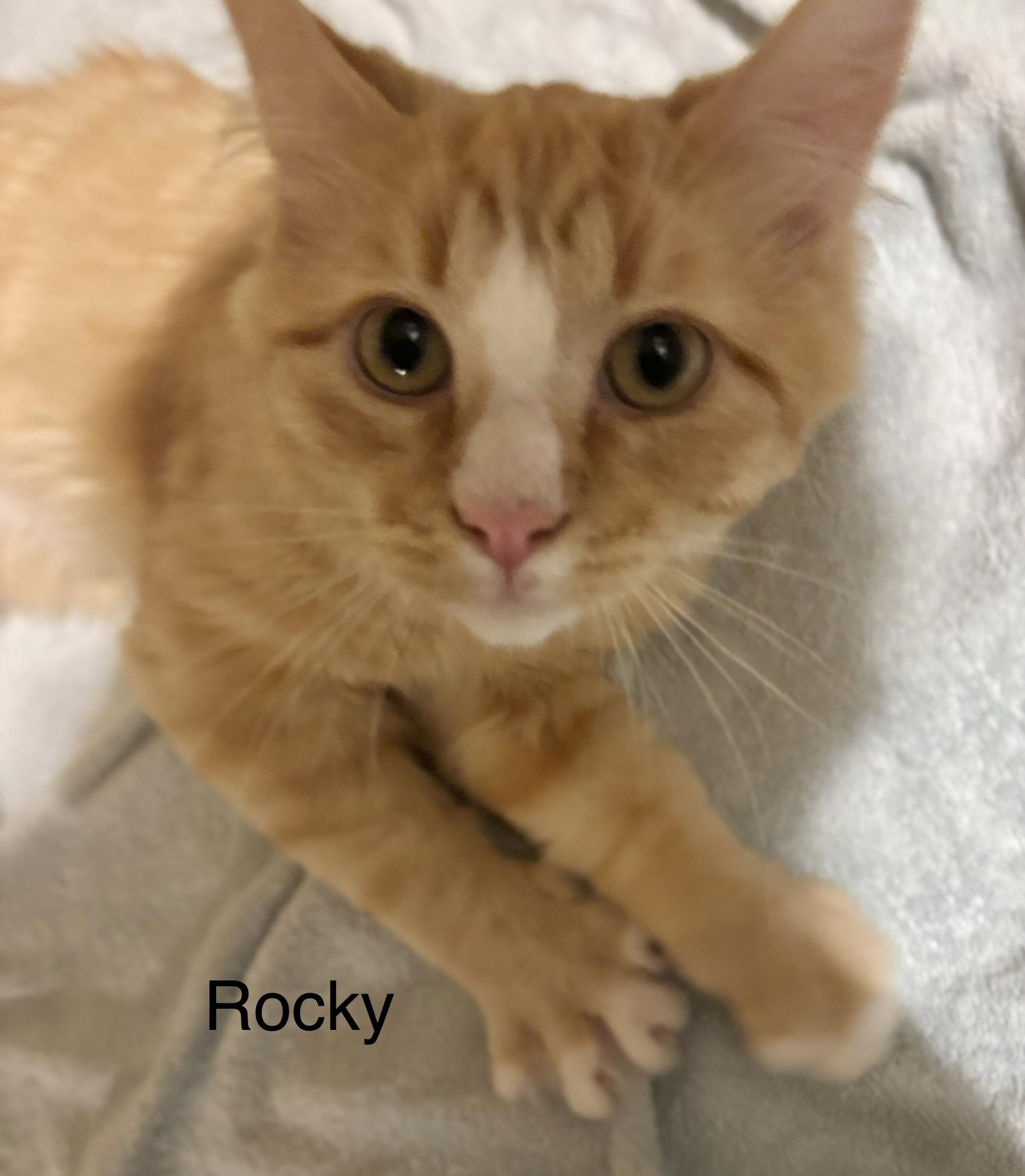 Rocky, an adopted Domestic Medium Hair in Fayetteville, NC image 6/6