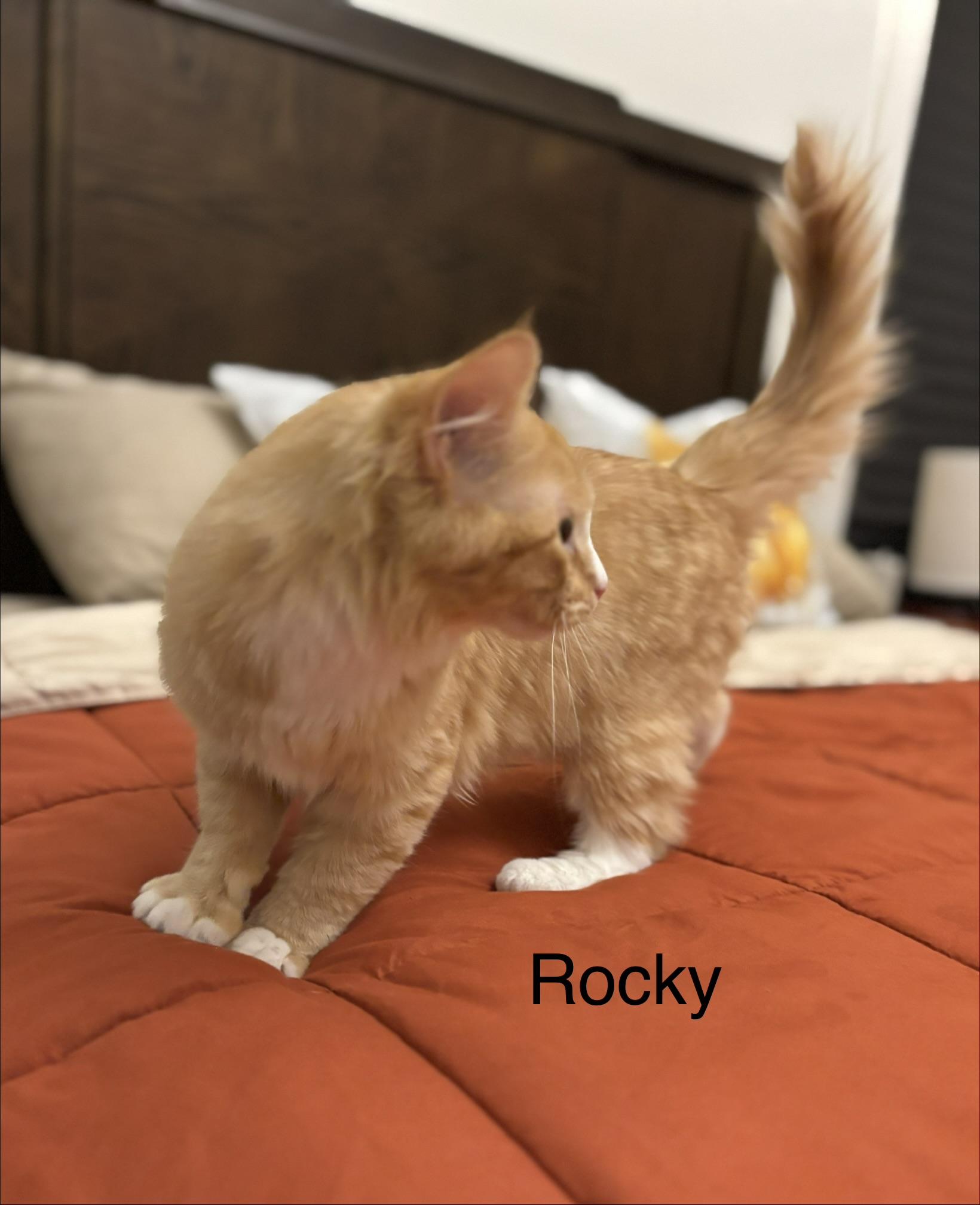 Rocky, ADOPTABLE, Young Male Domestic Medium Hair.