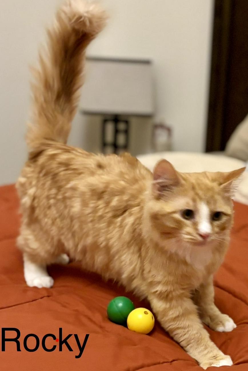 Rocky, an adopted Domestic Medium Hair in Fayetteville, NC image 2/6