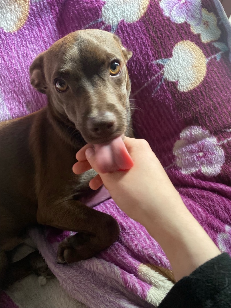 Puca, Adoptable, Young Male Chihuahua.