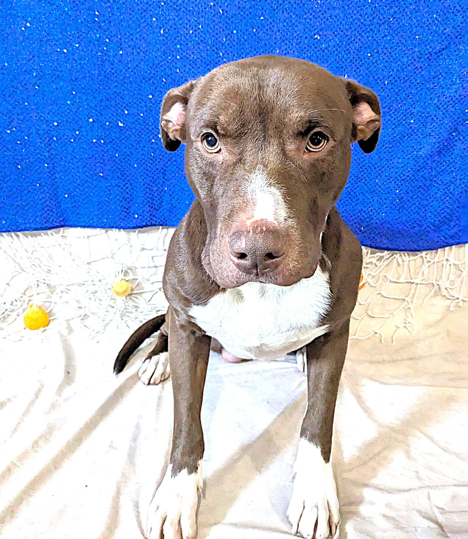 Enlarge DINK  ~ CELL DOG!, an adopted mixed breed in Ashland, OH image 1/5