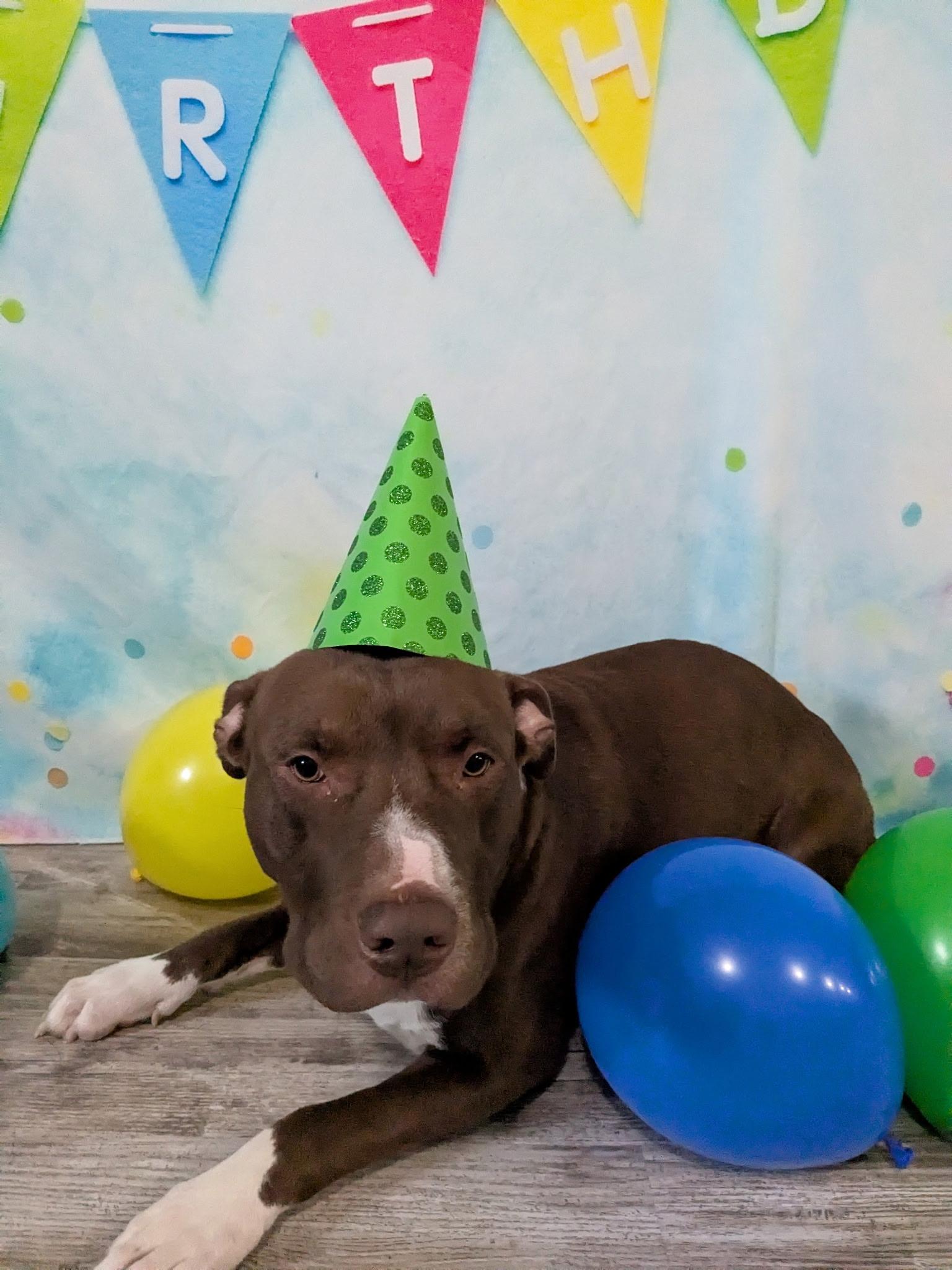 Enlarge DINK  ~ CELL DOG!, an adopted mixed breed in Ashland, OH image 5/5