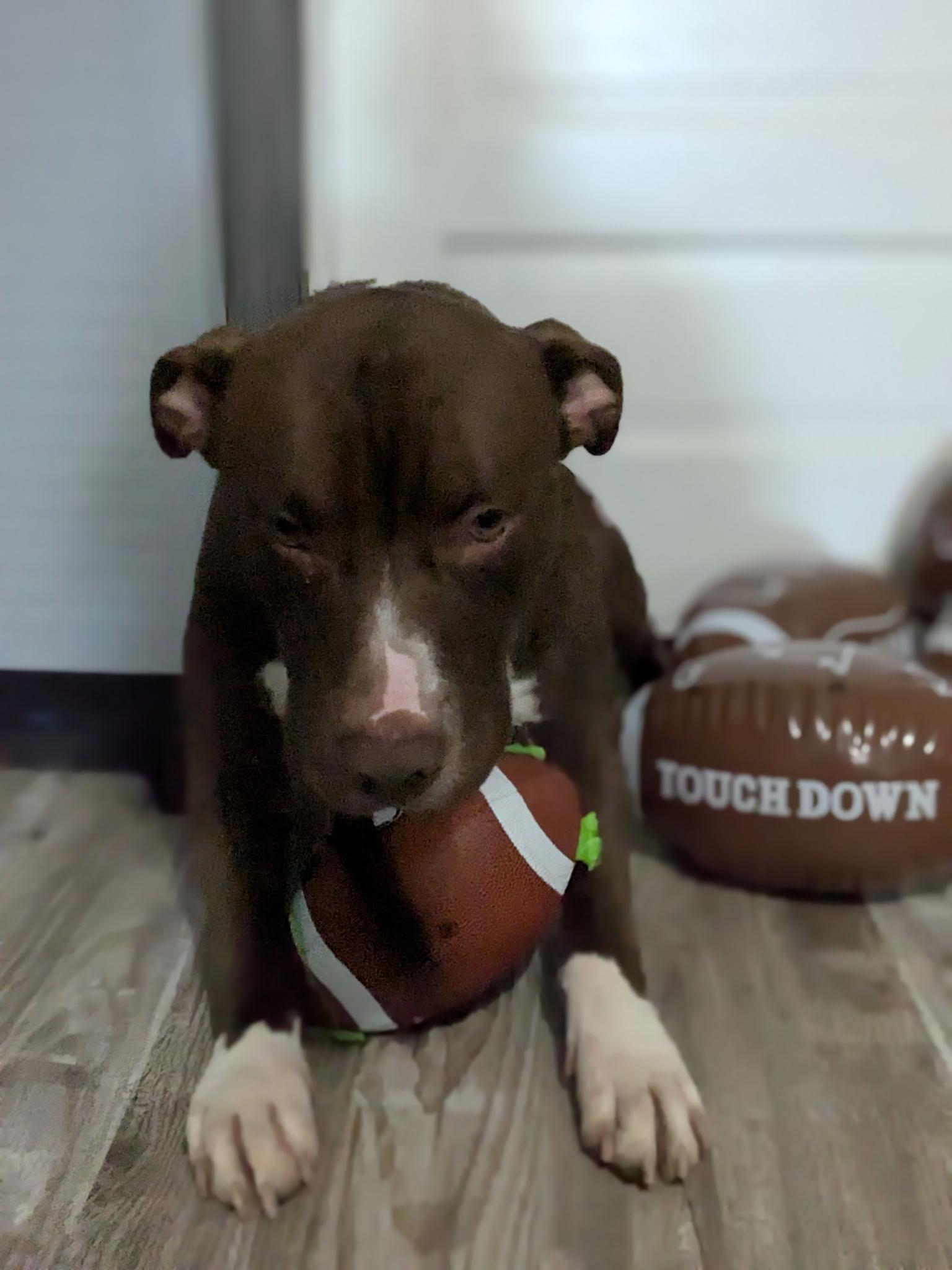 Enlarge DINK  ~ CELL DOG!, an adopted mixed breed in Ashland, OH image 4/5