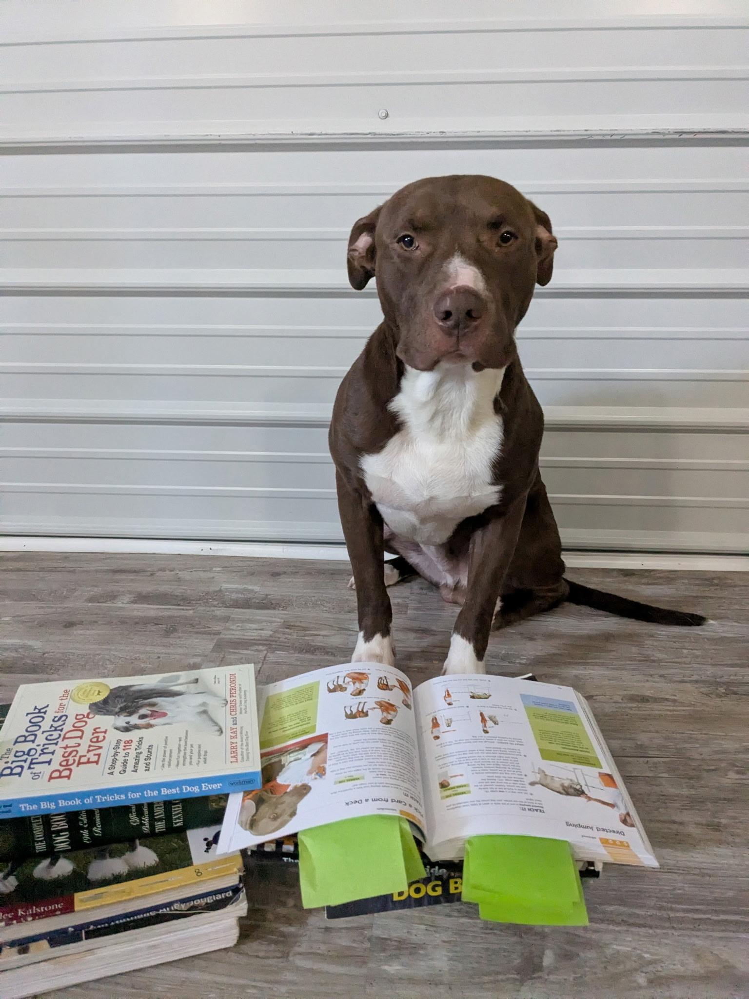 Enlarge DINK  ~ CELL DOG!, an adopted mixed breed in Ashland, OH image 2/5