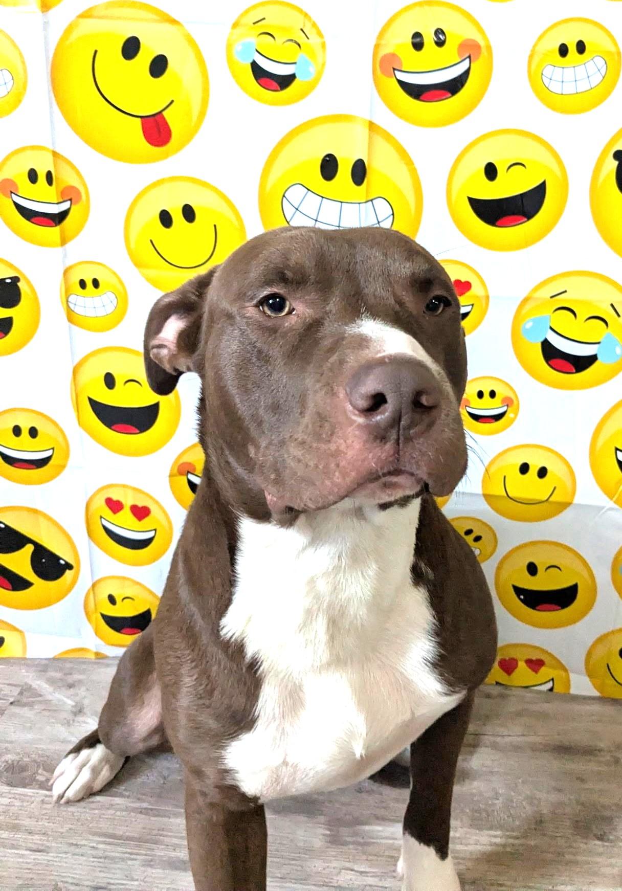 Enlarge DINK  ~ CELL DOG!, an adopted mixed breed in Ashland, OH image 3/5