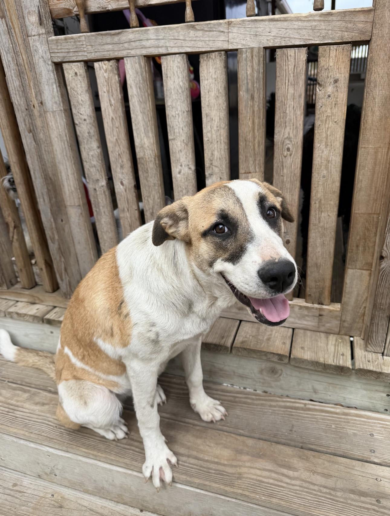 Enlarge Shiner (female), a ADOPTABLE mixed breed in West Islip, NY image 4/4