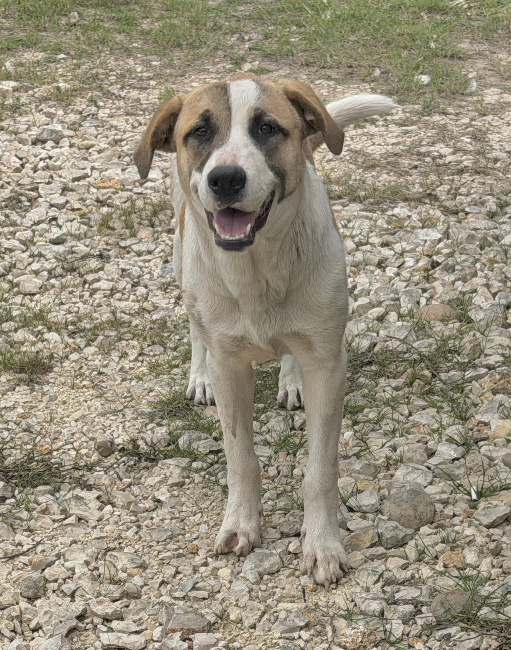 Enlarge Shiner (female), a ADOPTABLE mixed breed in West Islip, NY image 3/4