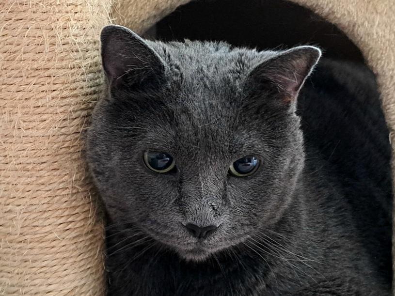 Maia, Adoptable, Adult Female Domestic Short Hair.