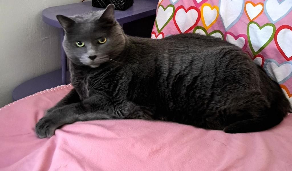 Maia, Adoptable, Adult Female Domestic Short Hair.