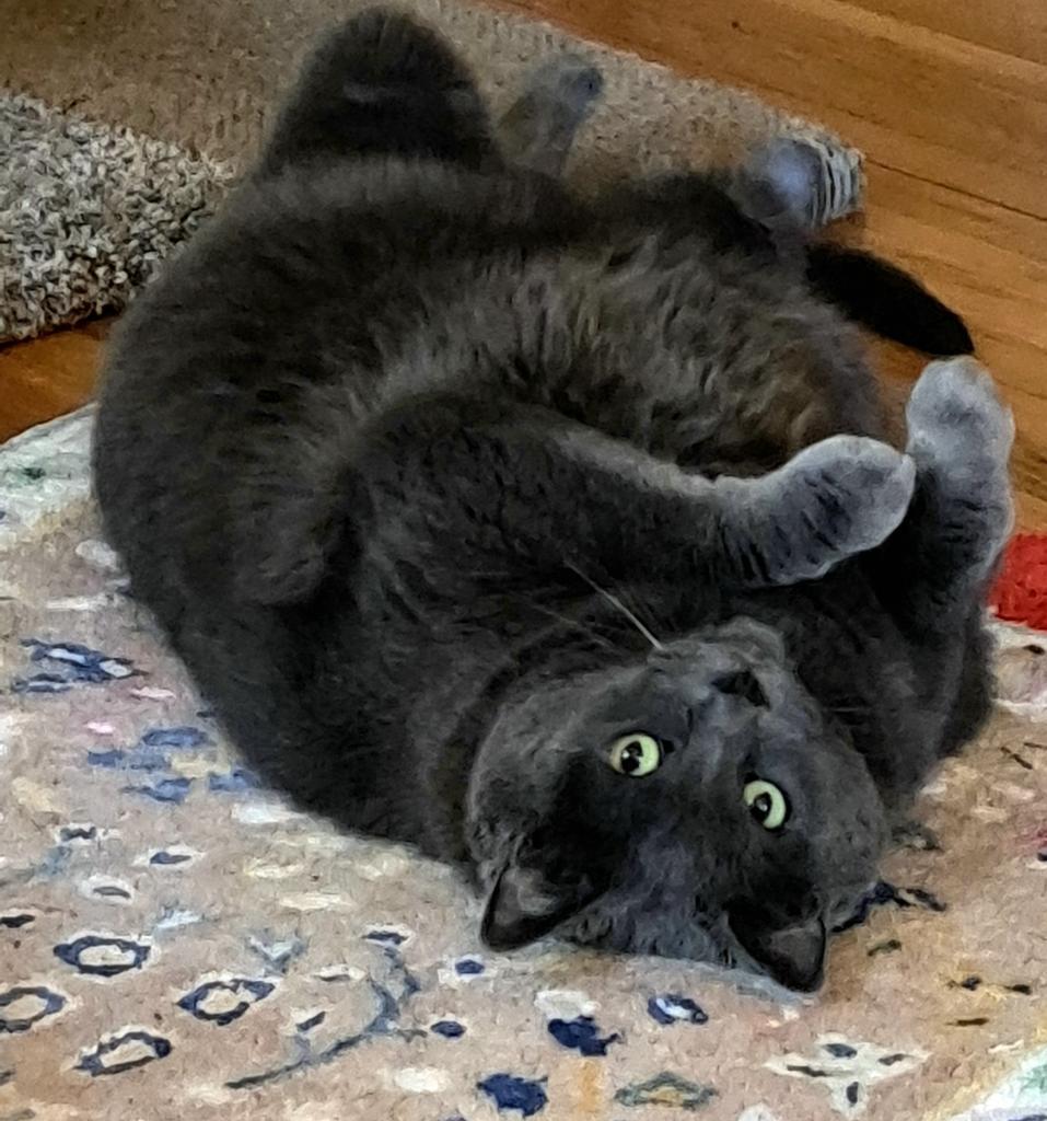 Maia, a Adoptable mixed breed in Saint Paul, MN image 2/6