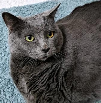 Enlarge Maia, a Adoptable mixed breed in Saint Paul, MN image 2/6