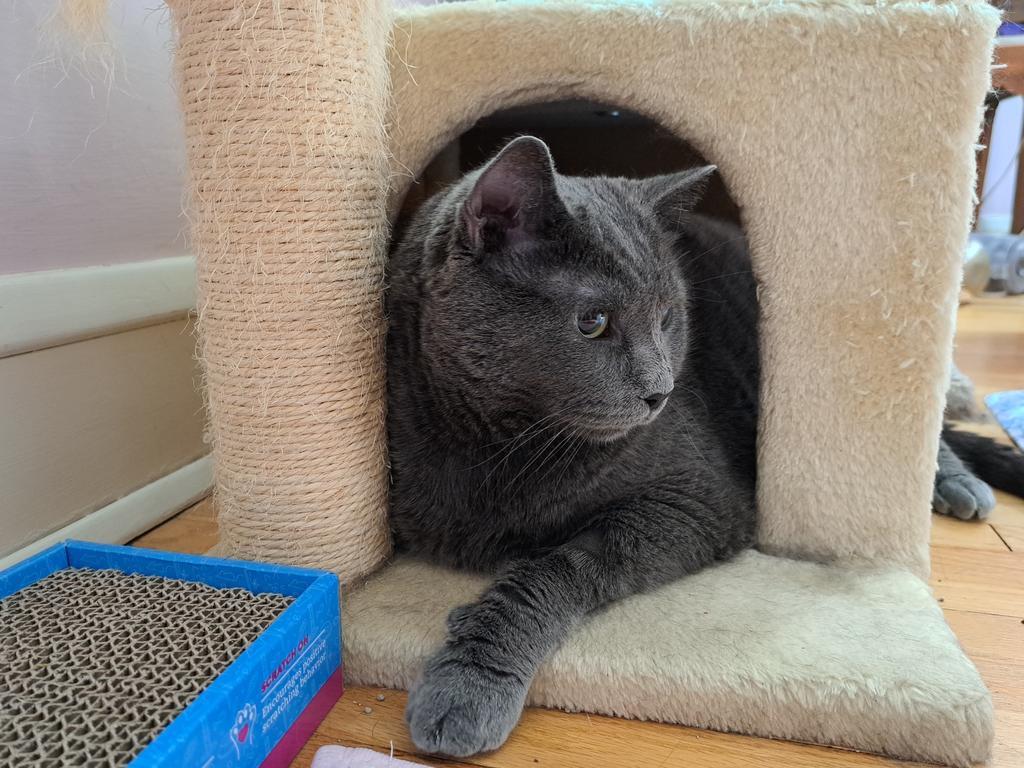 Maia, a Adoptable mixed breed in Saint Paul, MN image 3/6