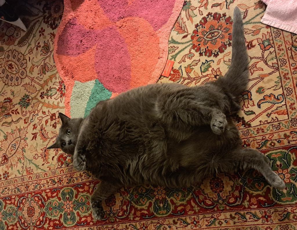 Enlarge Maia, a Adoptable mixed breed in Saint Paul, MN image 5/6