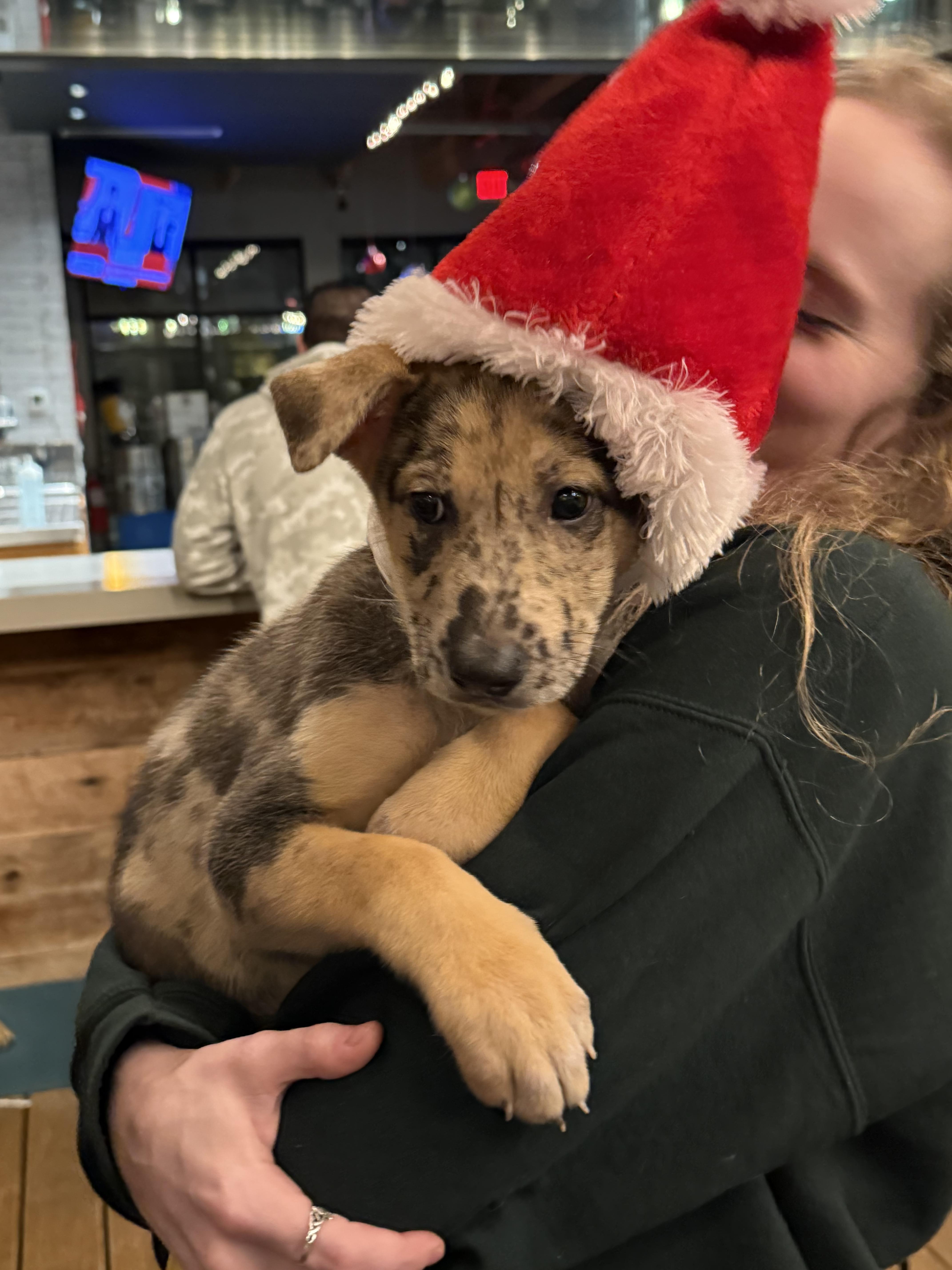 Enlarge Gaston, a Adoptable mixed breed in Dallas, TX image 3/6