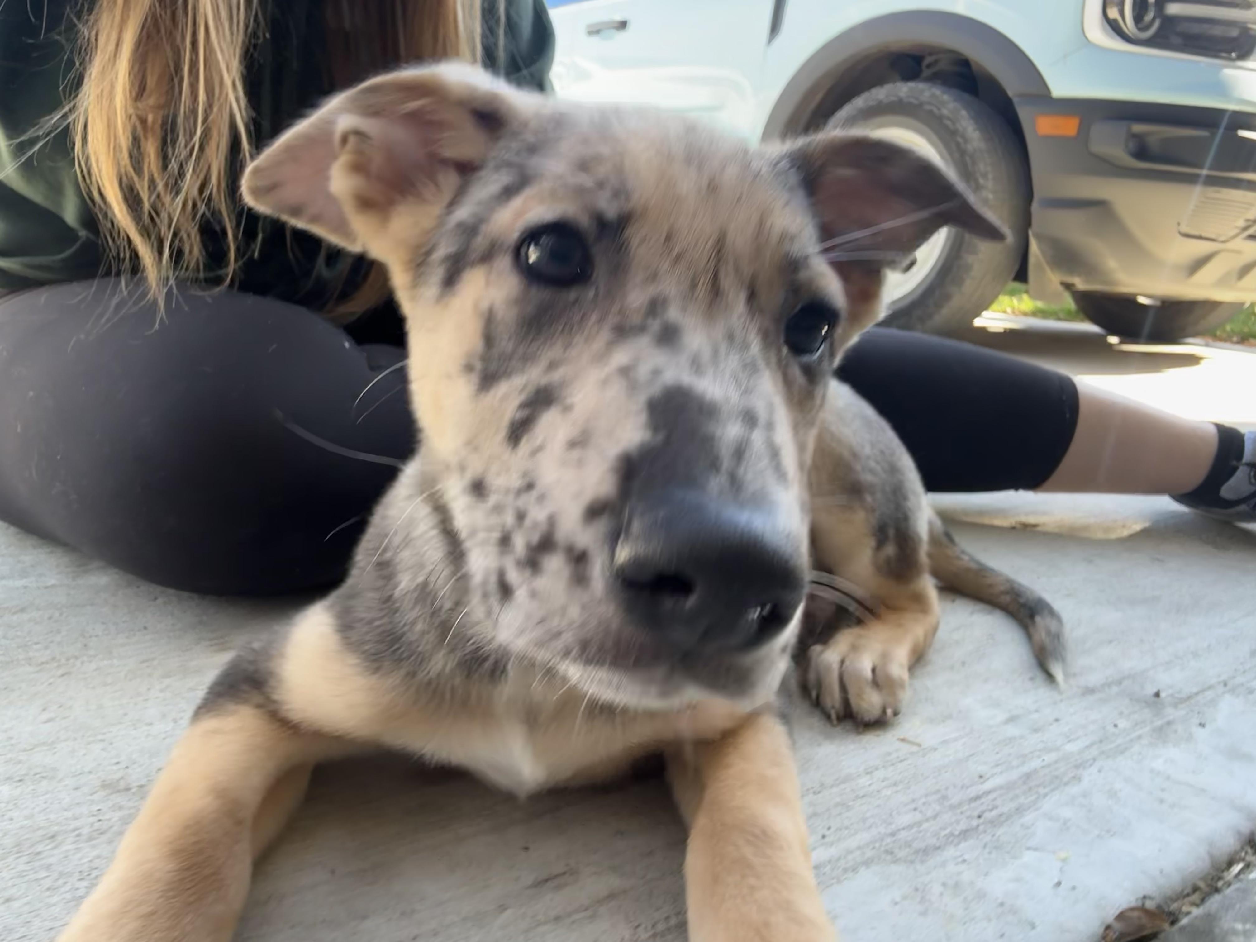 Enlarge Gaston, a Adoptable mixed breed in Dallas, TX image 4/6