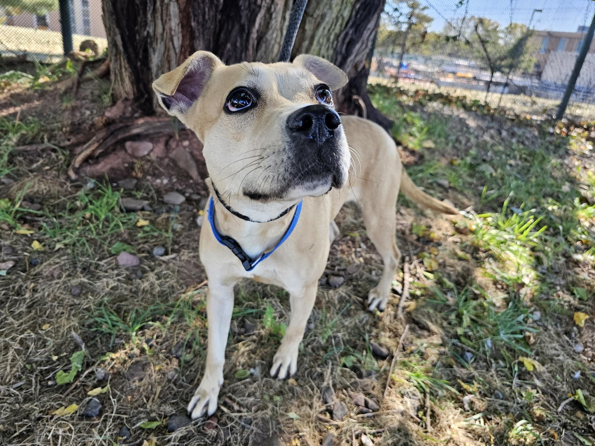 Dog for adoption Biscoff, a Yellow Labrador Retriever in Jersey city