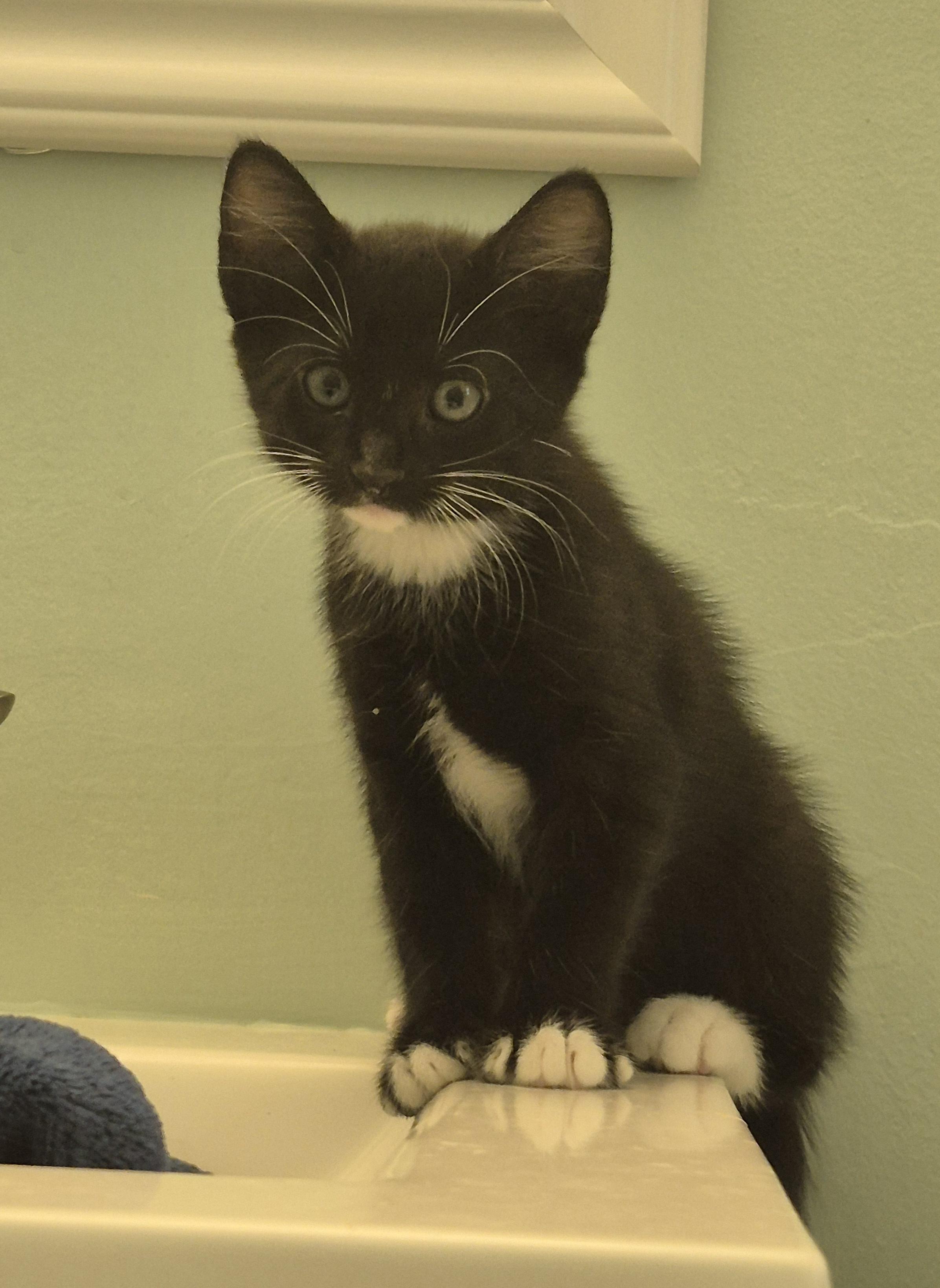 Enlarge Pumpernickel, a ADOPTABLE Domestic Medium Hair in Saint Pete Beach, FL image 1/2