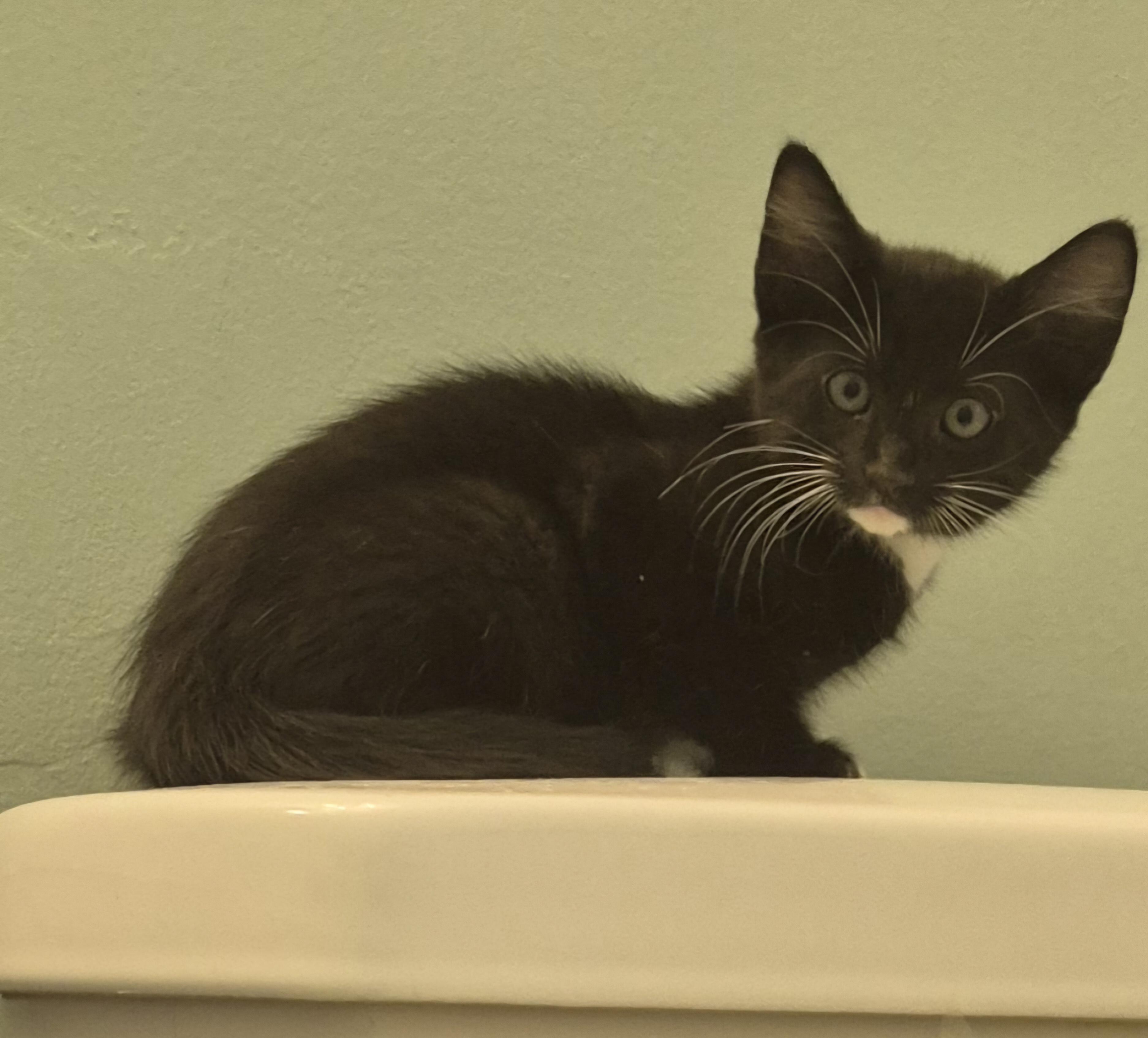 Enlarge Pumpernickel, a ADOPTABLE Domestic Medium Hair in Saint Pete Beach, FL image 2/2