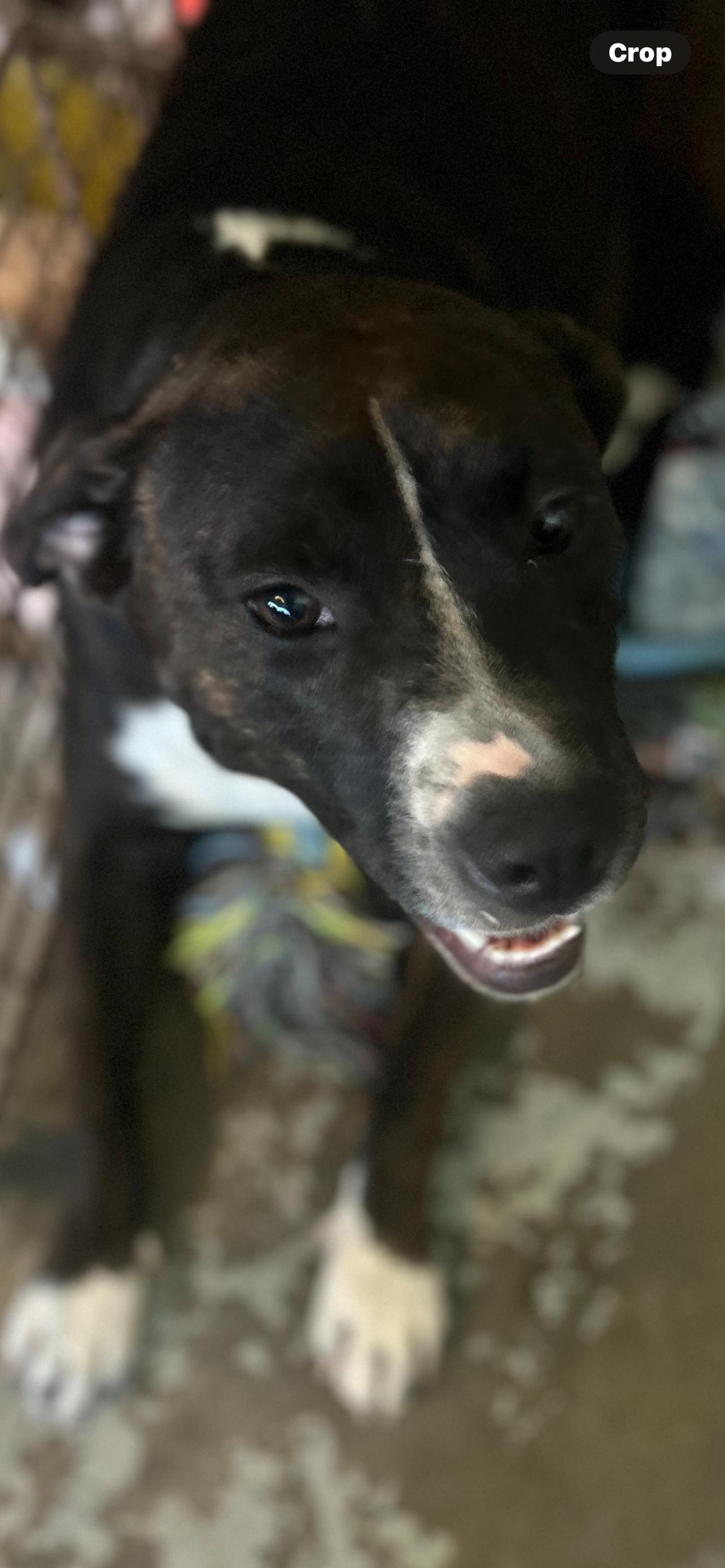 Enlarge Dominique, a Adoptable mixed breed in Scott Depot, WV image 1/1