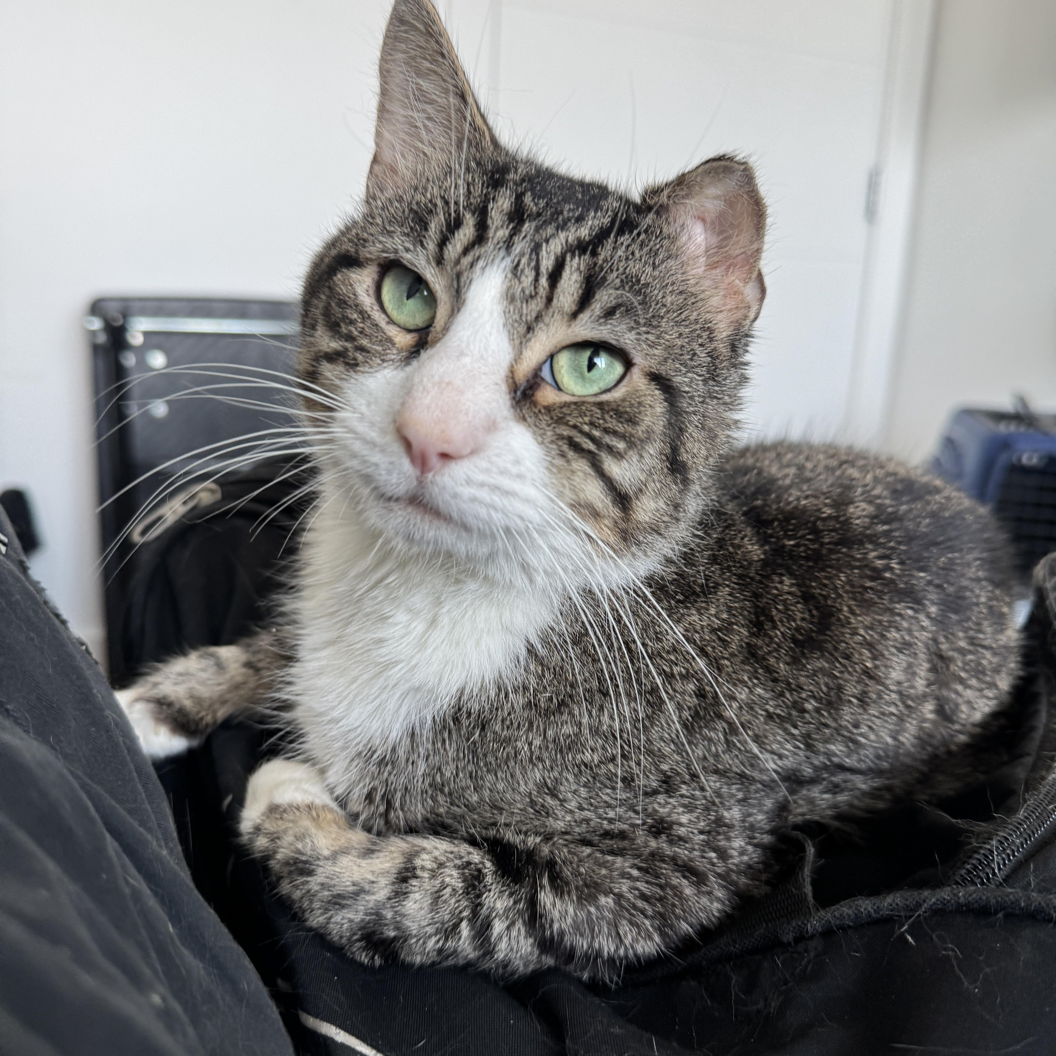 Paddy, ADOPTABLE, Adult Male Domestic Short Hair.