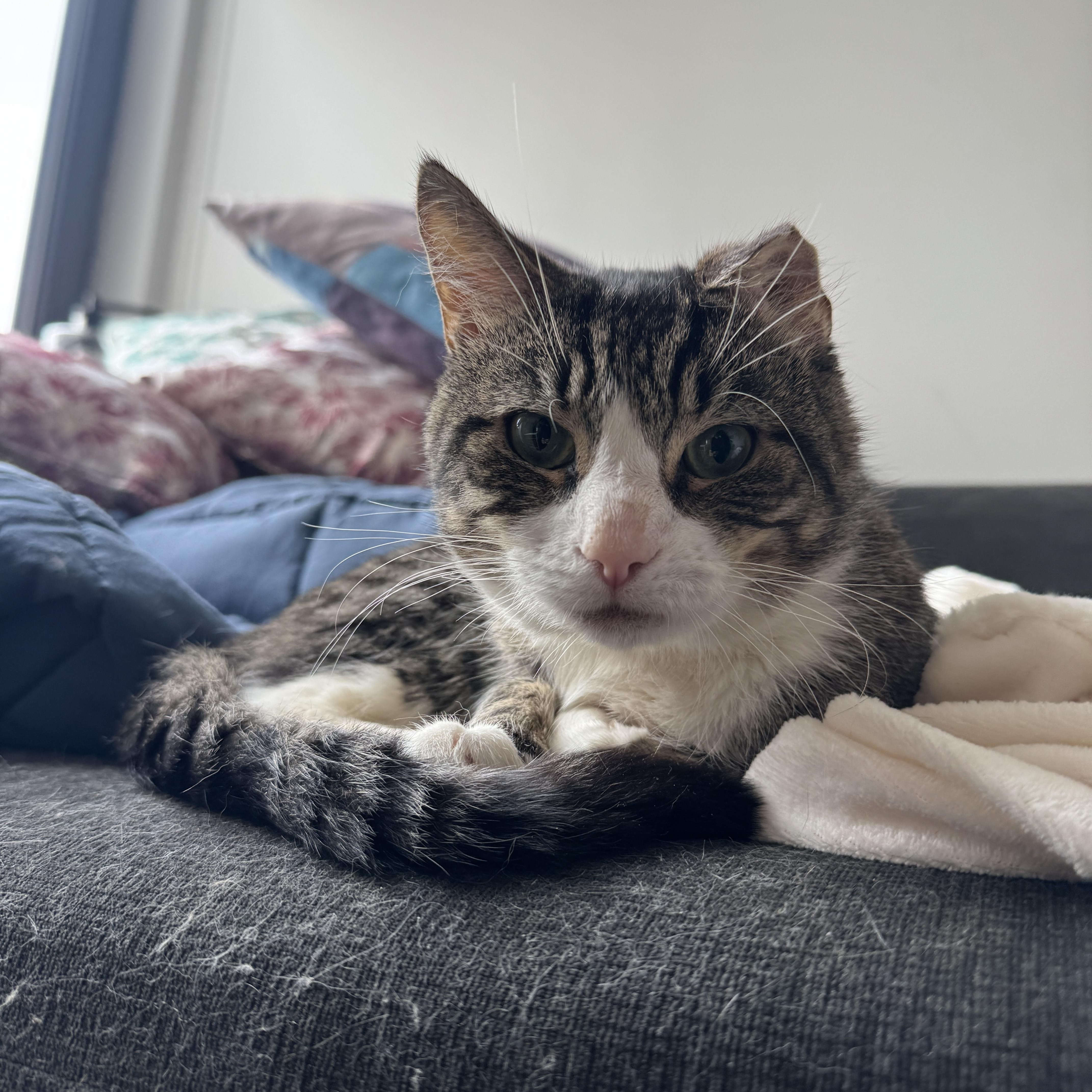 Enlarge Paddy, an adopted Domestic Short Hair in Bayonne, NJ image 3/3