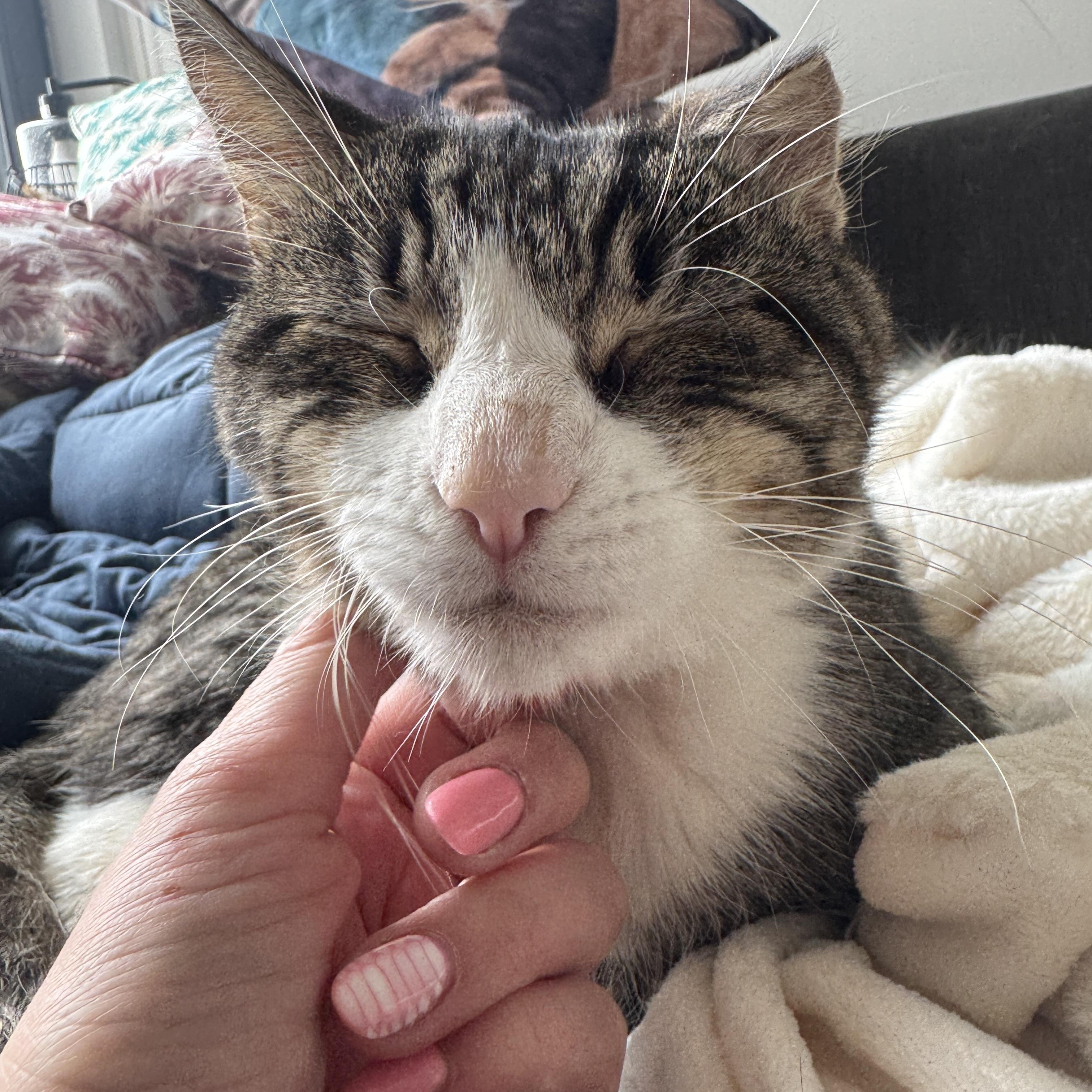 Enlarge Paddy, an adopted Domestic Short Hair in Bayonne, NJ image 2/3