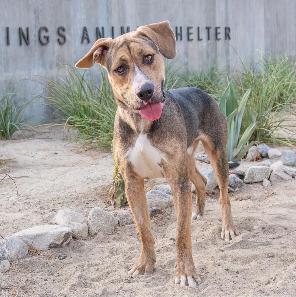 Nick, Adoptable, Adult Male Mountain Cur.
