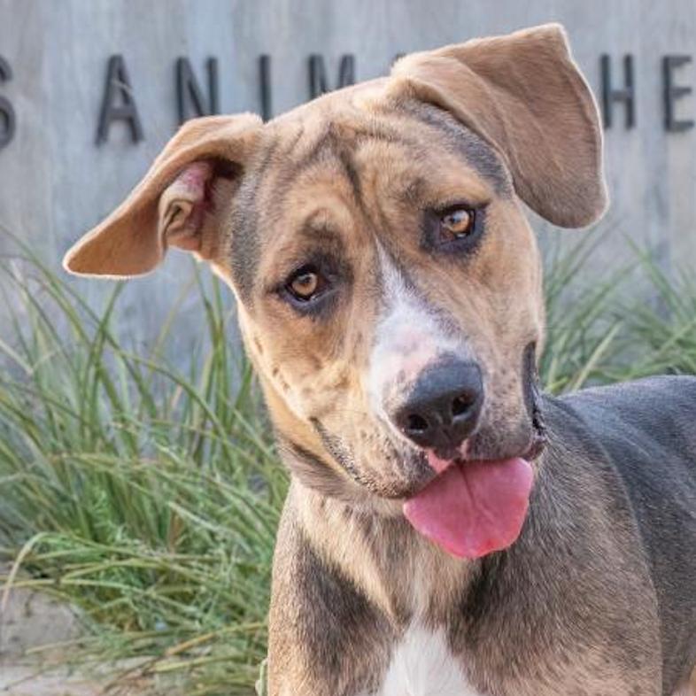 Enlarge Nick, a Adoptable Mountain Cur in Palm Springs, CA image 3/3