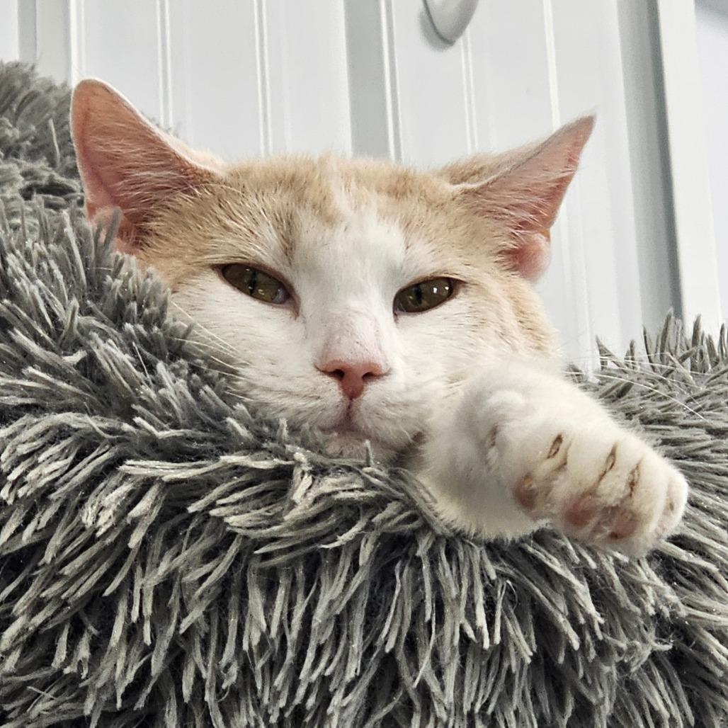 Enlarge Butters, a Adoptable Domestic Short Hair in Corydon, IN image 1/1