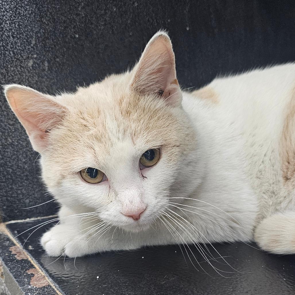 Enlarge Butters, a Adoptable Domestic Short Hair in Corydon, IN image 1/1