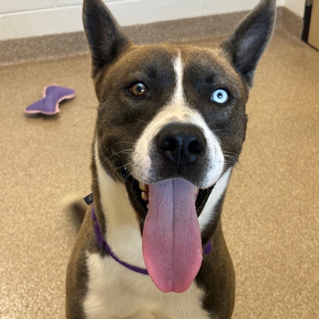 Polo **Courtesy Post. Out of town pet. See below for details**