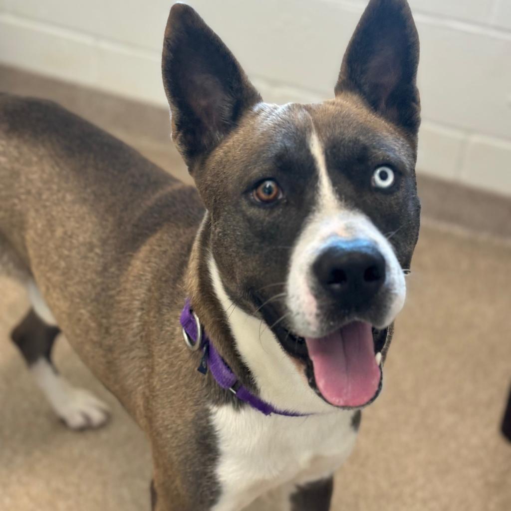 Polo **Courtesy Post. Out of town pet. See below for details**