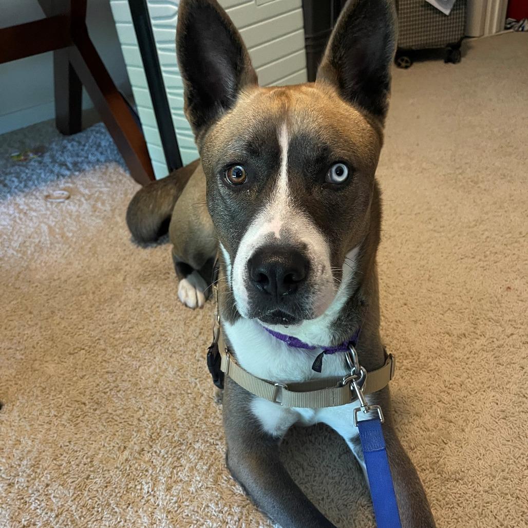 Polo **Courtesy Post. Out of town pet. See below for details**