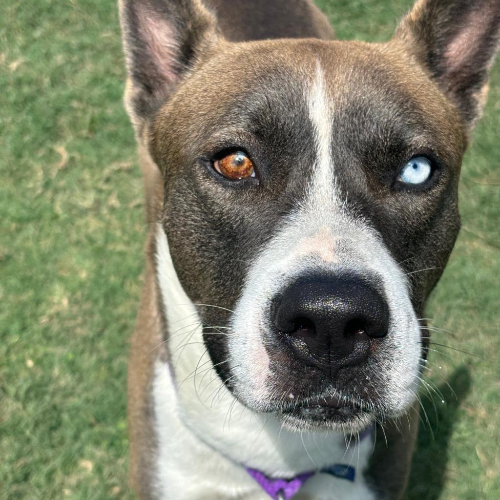 Polo **Courtesy Post. Out of town pet. See below for details**