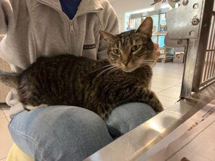 Bootsie, Adoptable, Adult Female Domestic Short Hair & Domestic Short Hair.