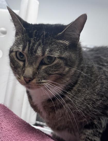 Bootsie, Adoptable, Adult Female Domestic Short Hair & Domestic Short Hair.